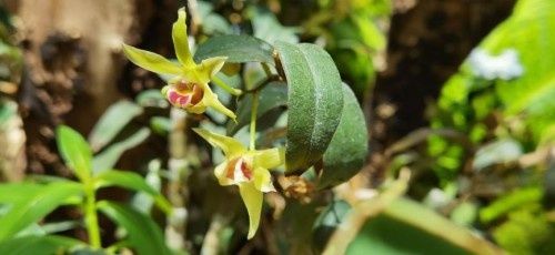 仙草|深耕高山植物之美，植物医生石斛兰眼霜多维养护眼周肌肤