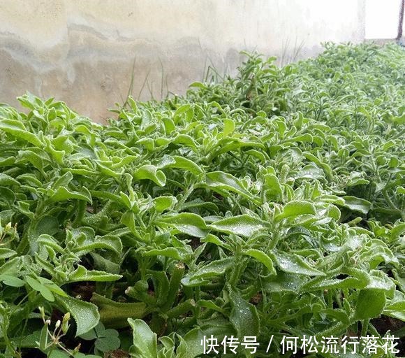 非洲|在非洲被当肥皂用，引进我国却成“高档菜”，自带盐味，一起看看！