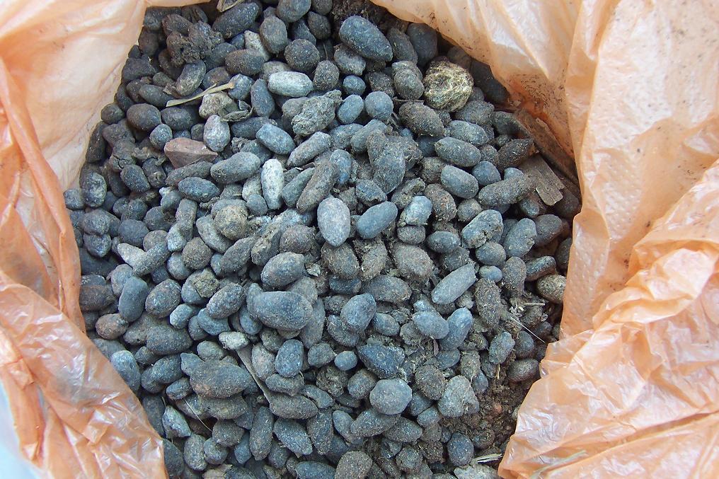 植株|担心“君子兰”今年不开花2种肥料“换着用”,入冬开花不用愁