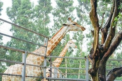 这个古村面子可大了，牌匾由皇帝御赐，就在东莞城区之中