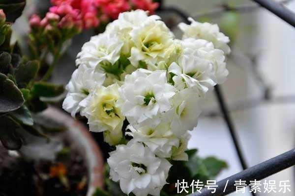 盆栽长寿花，这样来养护，开花特别多，花色特别艳！