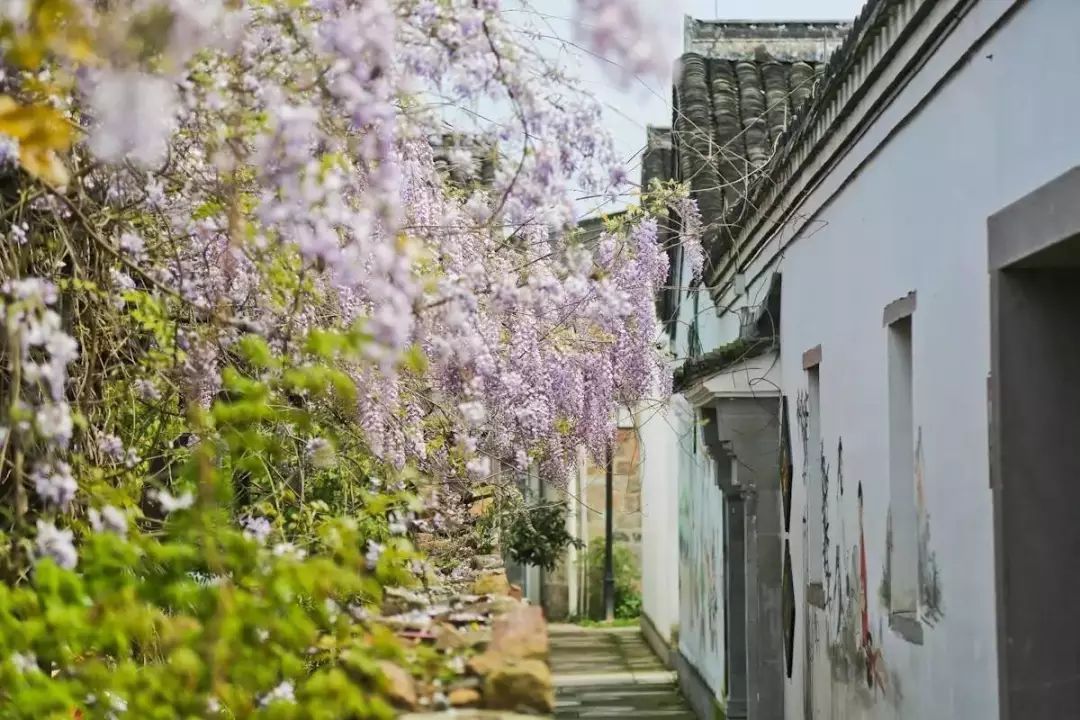 油菜花|古镇村落，采茶赏花你能想到的春天玩法这里都有！