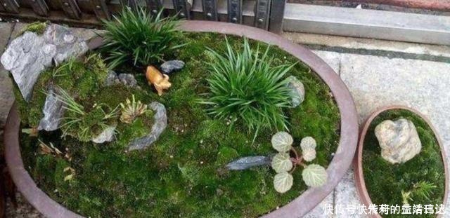 潮湿|养盆景，怎样才能在盆面上长出青苔，增加观赏性！