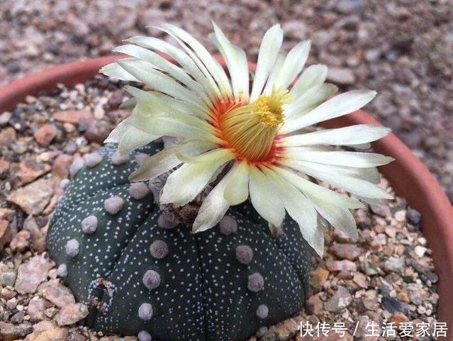 法师|懒人不适合养花?错!选择5种花,不挑土,耐干旱,不管它都长!