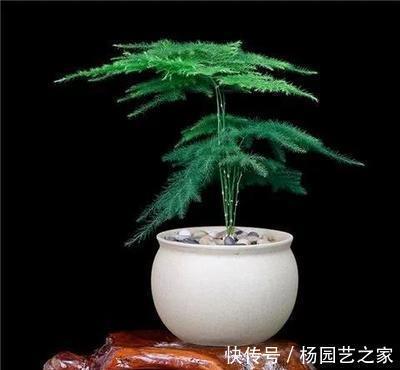 蹭蹭|养文竹浇水要小心,注意3个方法,不黄叶、不烂根,蹭蹭长