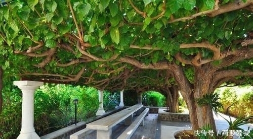 梧桐树|家里种树,讲究大,5种树旺宅,3种树不能栽,你知道是什么吗?