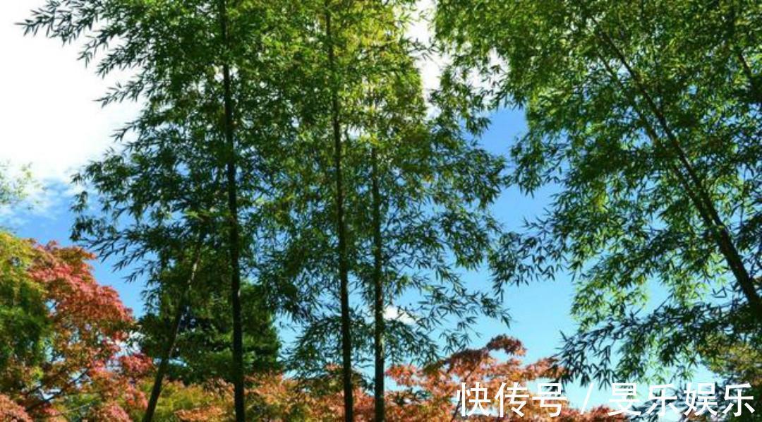 闰章$清初大诗人施闰章一首《山行》,同样写得很美,山野春景如诗如画