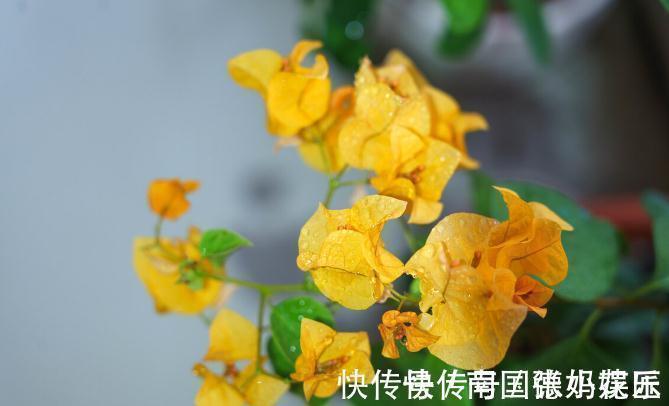 旧土|养花换下来的旧土别扔,加4种东西,比新土还好用