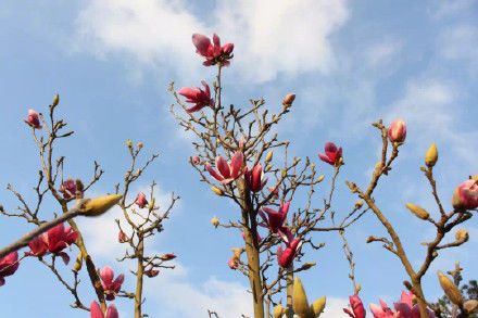 玉兰花正值花季，香溢满园|清丽高雅| 花季