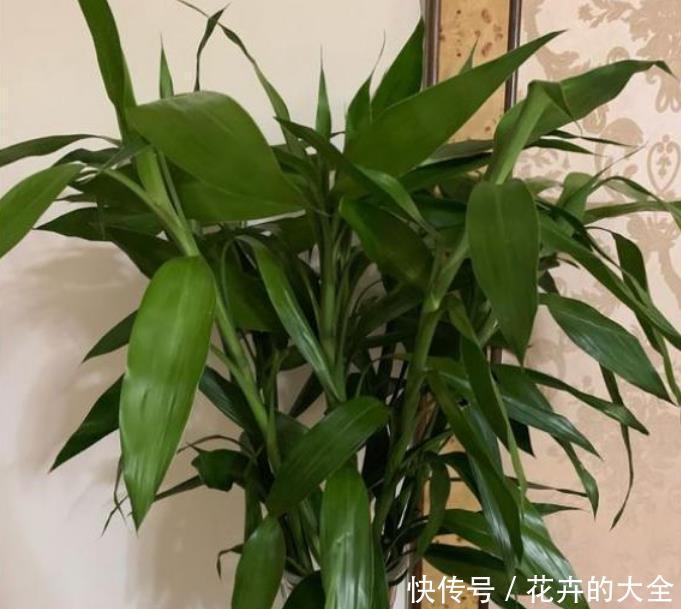 家里阳台必养此款花卉,旺财又旺宅,越过越好!