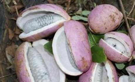 营养成分|想长寿要会吃,多吃3种食物,润肠排毒,美容养颜,滋养子宫