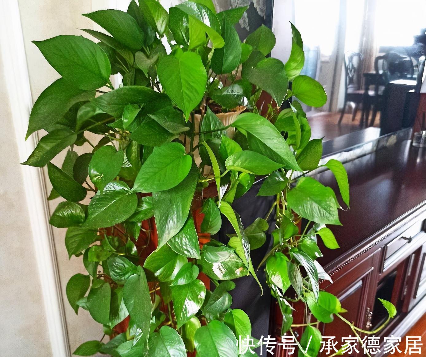 枝叶|室内光照不足,就养4种耐阴绿植,枝叶翠绿茂盛,有精神有活力
