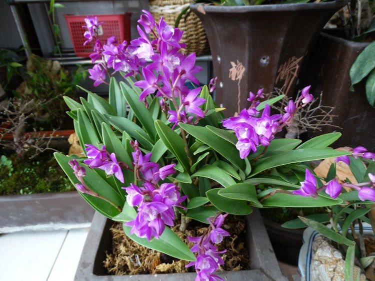 阳台养花就选这种,一开就是大半年,花开香飘溢满屋,阳台变花园