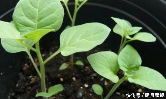 小病|这种花是“解毒高手”,家里养一盆,再也不怕“小病小灾”