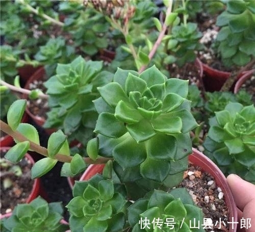 多肉蒂亚徒长了?狠心砍一刀,颜色红彤彤,养成小老桩!