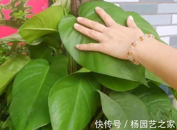 天花板|大叶绿萝应该怎么养，才能疯长到天花板，叶子比手掌还大