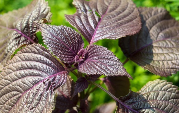 凉拌|65种野菜图片,带你认识不同的野菜和吃法,你想要的野菜这里都有