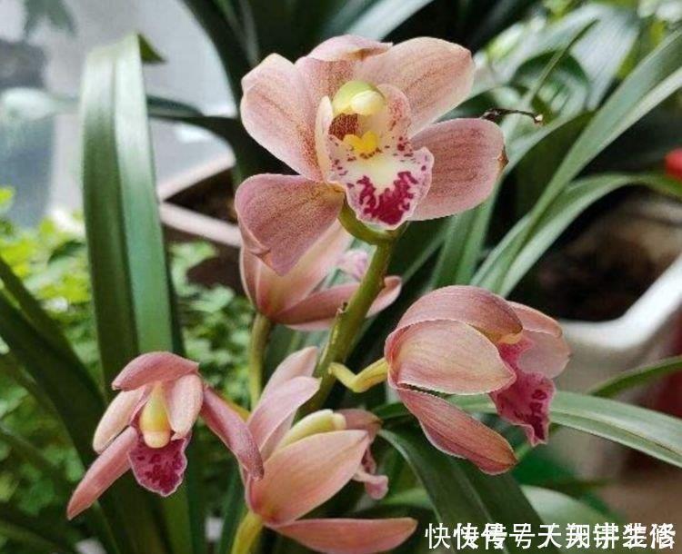 兰花|4种花好养漂亮又便宜,要型有型,要香有香,花开富贵