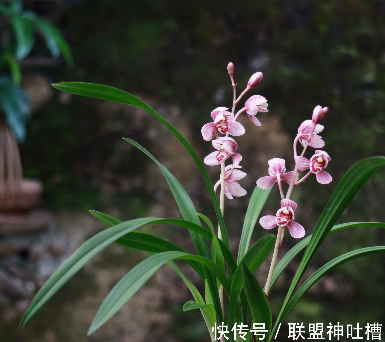 最有“爆发力”的兰花，12月火力全开，花色顶级，怎么看都觉得美