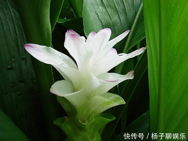 荷花|生在土里的荷花，开花一大朵，样子别致花期长，种一棵就赚了