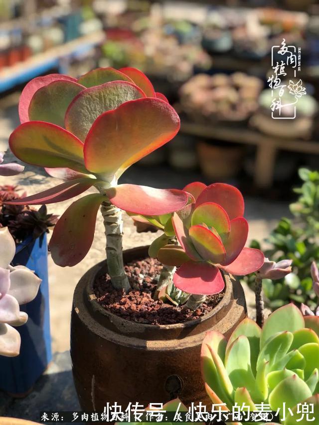 多肉,一位来自神奇大自然的良师益友!