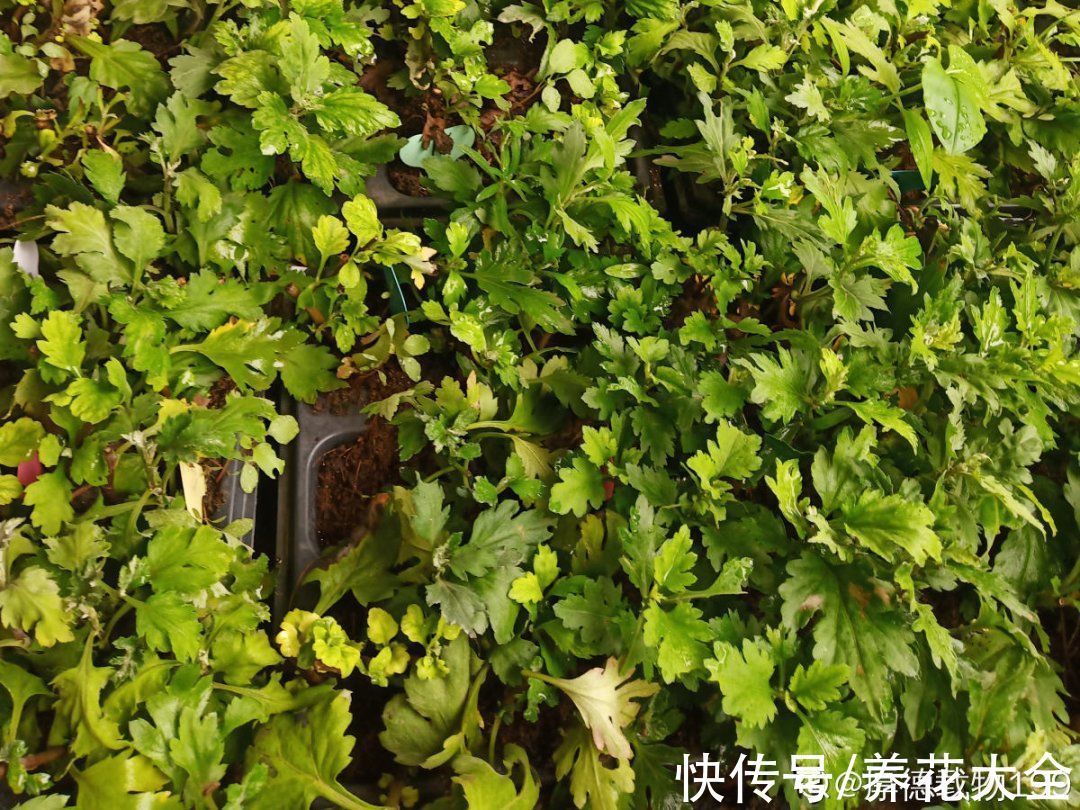 叶子|冬天扦插,最简单的方法学起来,这6种花都能生根