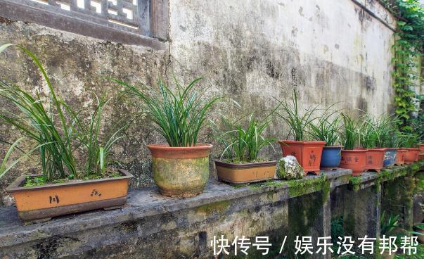 命门|养好兰花和君子兰的四个命门,你做对了吗?看后定有收获