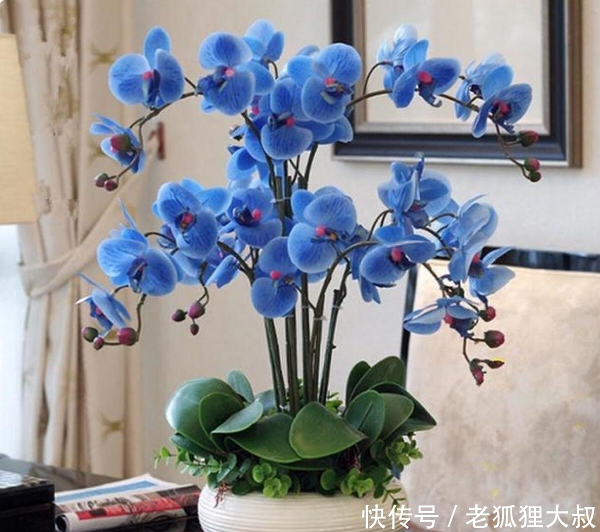 蝴蝶兰怎么养？抓住关键点，新手也能变老手