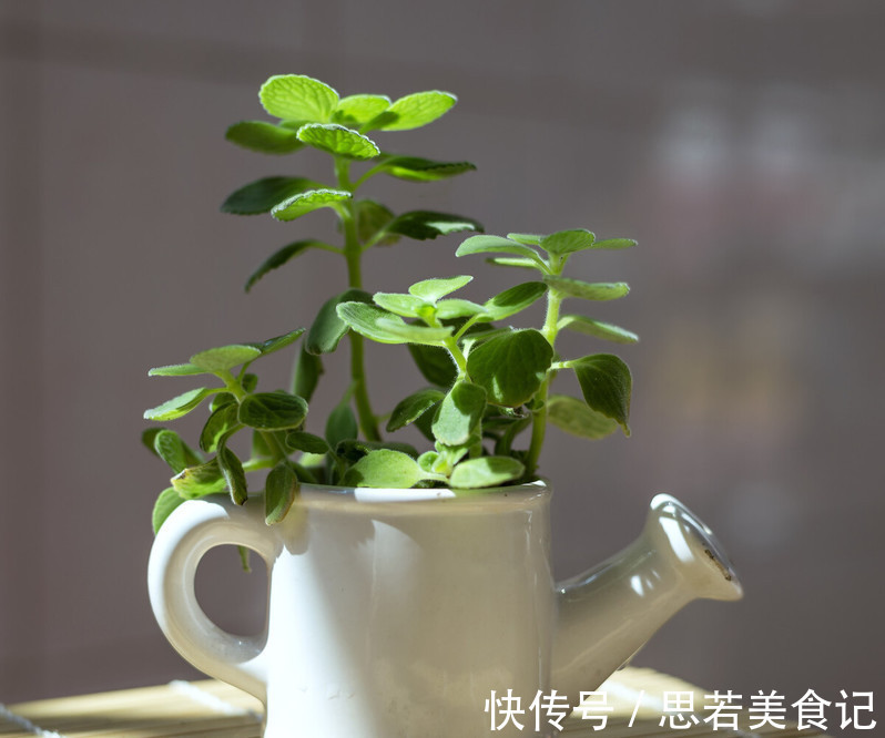 七种花很“养人”,卧室客厅放几盆,好看吉祥“睡得香”