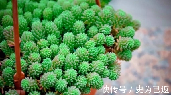 薄雪万年草|做到这4方面,养多肉薄雪万年草,轻松培育成“爆盆”状态