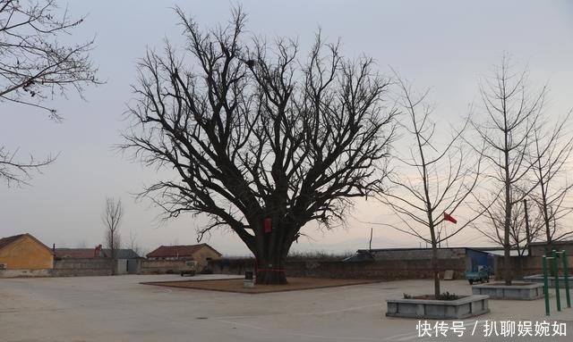 中年|一棵“五百年”银杏树的秋天和冬天, 在栖霞荆子埠村