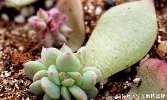 扦插|多肉植物叶片扦插不生根教你1招,生根快,小苗“噌噌”变中苗!