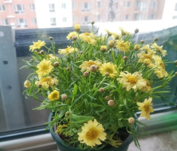 这个季节,适合养玛格丽特,好养价格还便宜,爆花效果很震撼