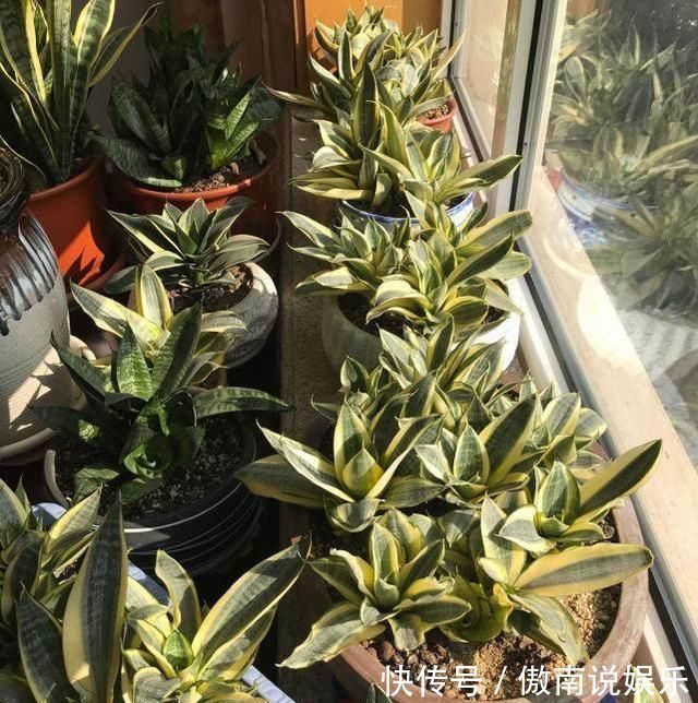 老妈养虎皮兰，往土里埋点料，虎皮兰长得快，侧芽蹭蹭冒