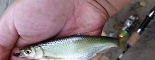 让钓鱼人难受的“新四大家鱼”，讨厌还没有办法，你认识吗？