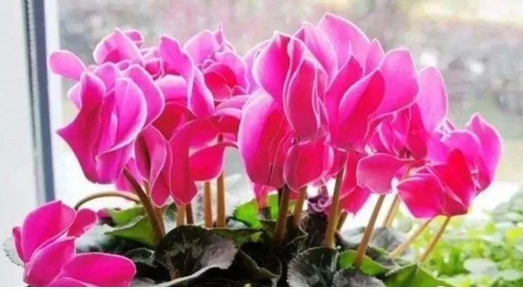 此款盆栽花卉,一树多色花,沾水就疯长,茎壮花爆盆,懒人超好养