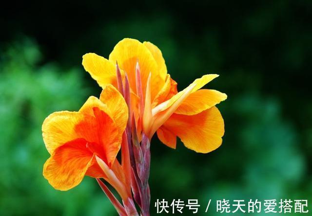 美人蕉|8月12日-8月28日，庭院选这几款花，服盆快长势旺，简单易爆盆