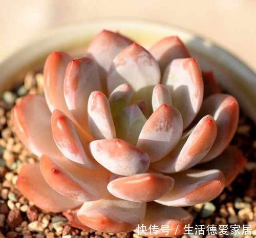 想要橙梦露|12月养一盆橙梦露,低温刺激半个月,颜色温暖迷人,值得拥有!