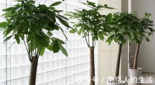 养护|4种植物最适合懒养,十天半个月不用浇水,照样长势旺