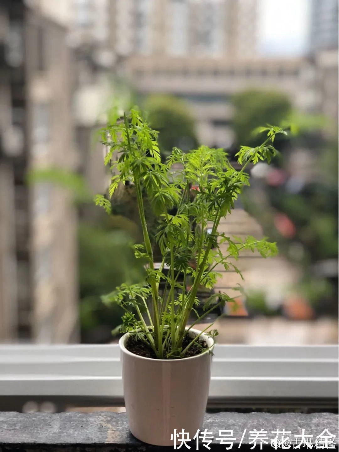 人参萝卜开花了，我种的花，都是这么奇奇怪怪