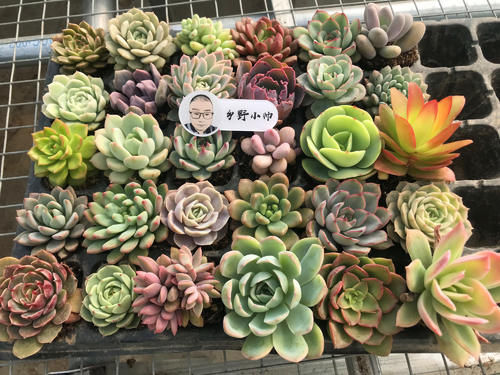 新品多肉大量到货，品种多状态美，你心动了吗？