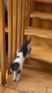 |GIF搞笑趣图:吃吧,吃吧,等你吃饱了我就做一份香辣兔肉!