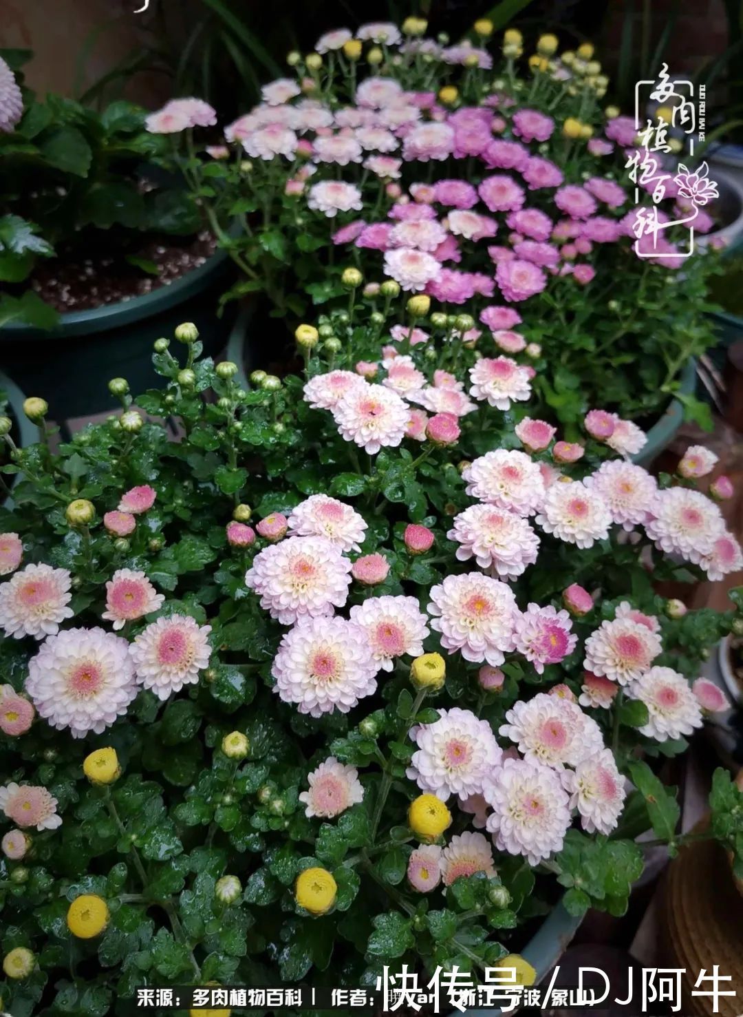 入多肉坑八年,始于初心,一切但求无愧于心