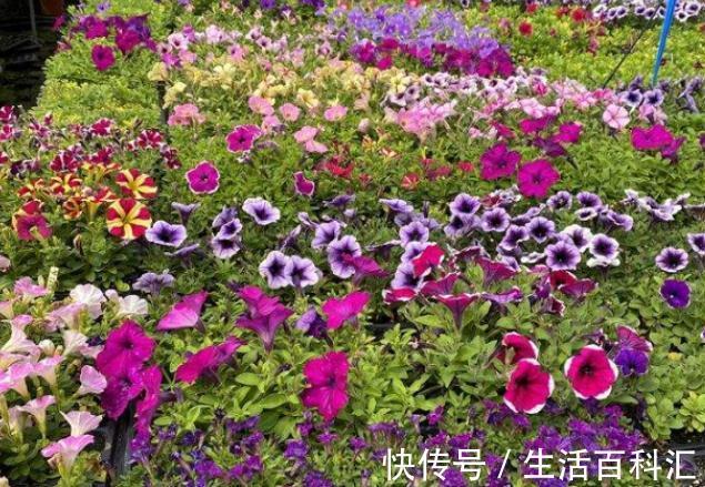 这4种花不易生病好养活,开花就爆盆,园艺新人小白入手不吃亏