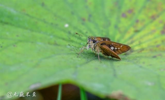 老年|青白江的夏雨荷——夏至错失日环食，怡湖园中观芙蕖