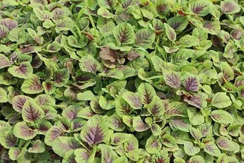 功效|马齿苋居然是“救命”的良药,究竟有哪些功效呢看完果断收藏