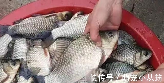 米饭|用过最好的饵料，没有之一，饵料一入水就被鲫鲤鱼疯抢
