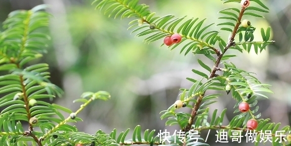 路边看到6种花，千万别随便采，可能会惹麻烦