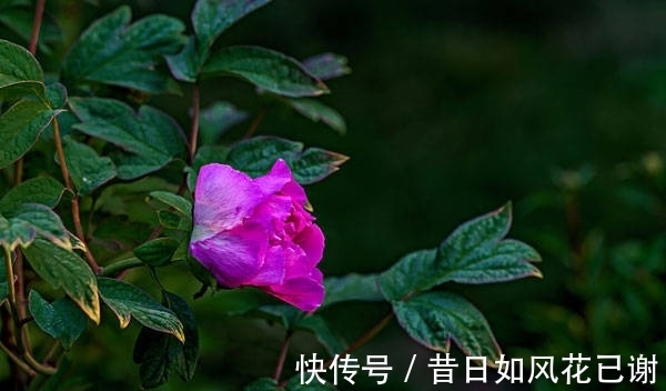 好运|8月31号起，运势上涨，好运连理，桃花旺盛，事业有成，人生圆满