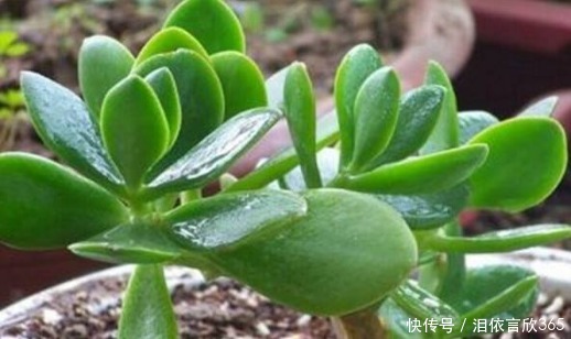 牡丹吊兰|懒人养这4种花，管理不费心，随便养就能爆盆，清香好闻惹人爱